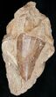 Fossil Mosasaurus Tooth In Matrix #14238-1